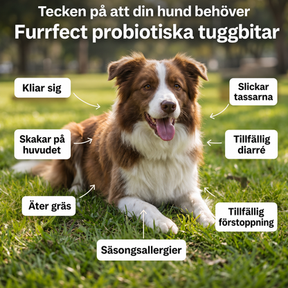 Dagligt Probiotisk Tyggestang – Til Tarm- og Fordøjelsessundhed