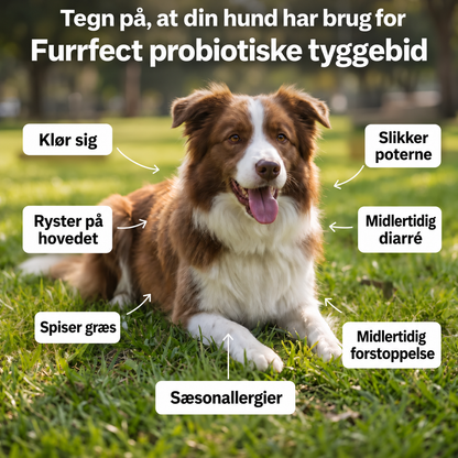 Daglig probiotisk tyggeben – til tarm- og fordøjelsessundhed