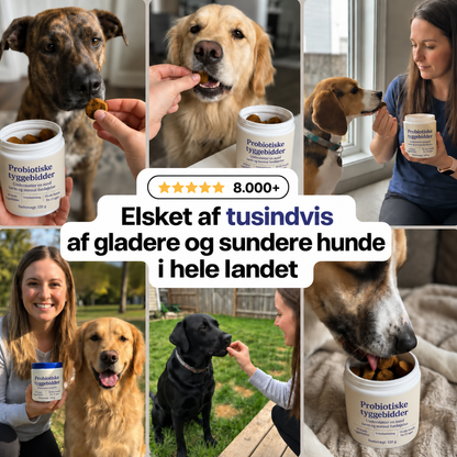 Daglig probiotisk tyggeben – til tarm- og fordøjelsessundhed