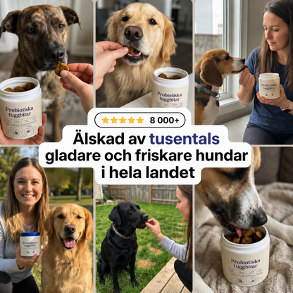 Dagligt Probiotisk Tyggestang – Til Tarm- og Fordøjelsessundhed