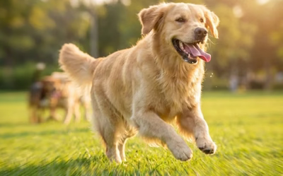 Hunden du kender er tilbage