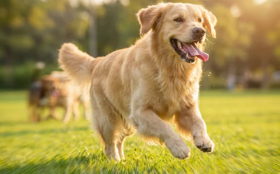 Hunden du kender igen, er tilbage